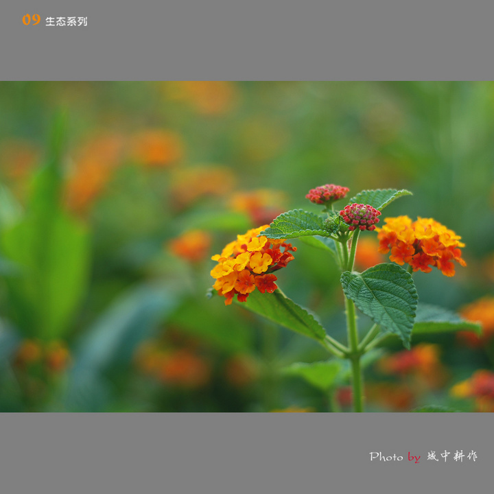S5PROĻ