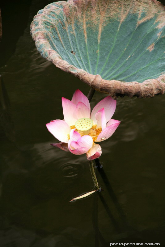 water lily