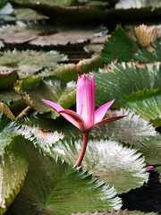 water lily