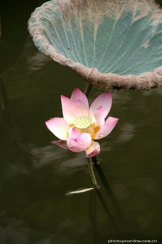 water lily