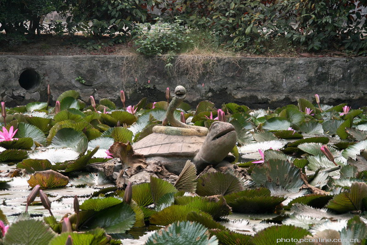 water lily