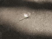 ʧĺϻ