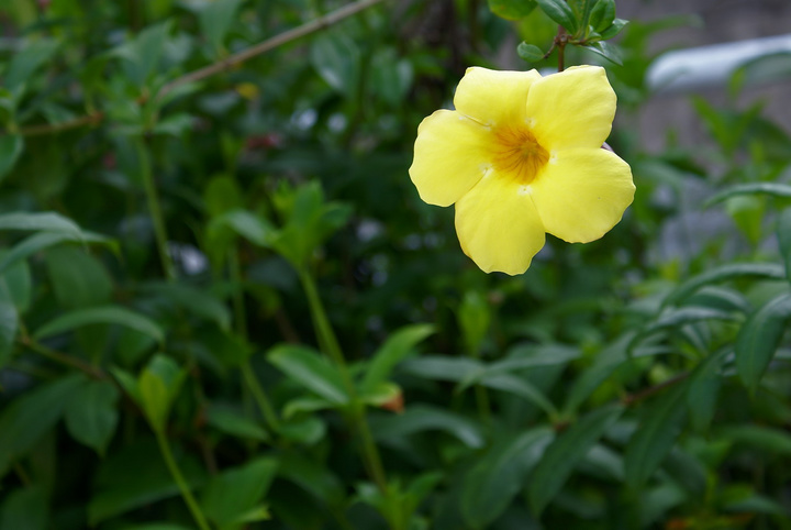 flower in the hill