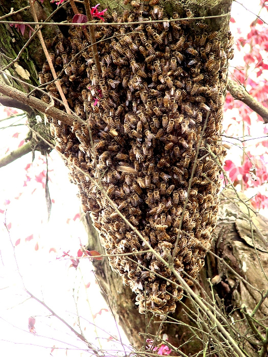 野蜂窩