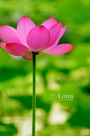 Lotus·夏至夏菏