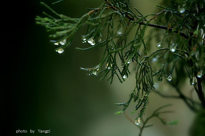 雨後