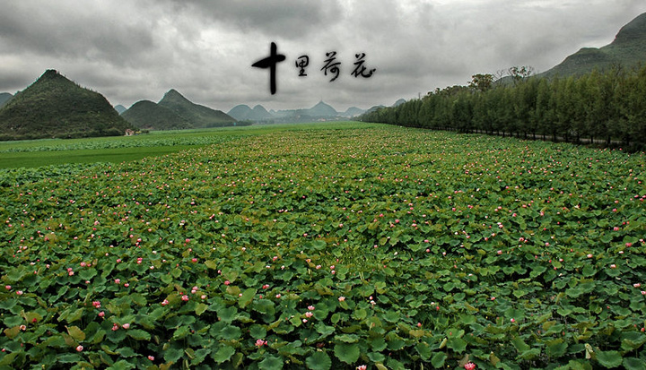 十里荷花