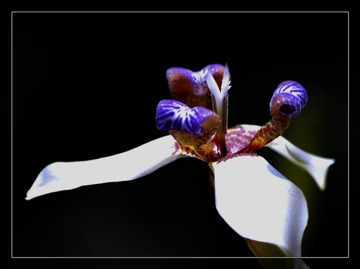 β