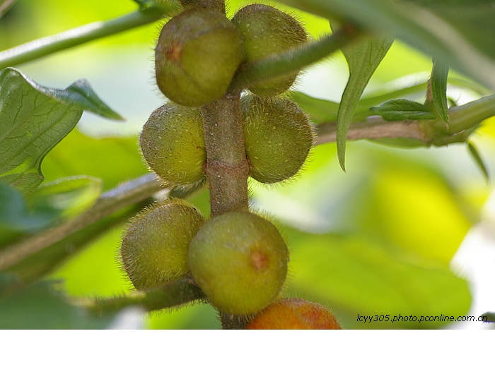 五爪毛桃树图片的果子图片