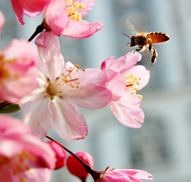 tongji in spring