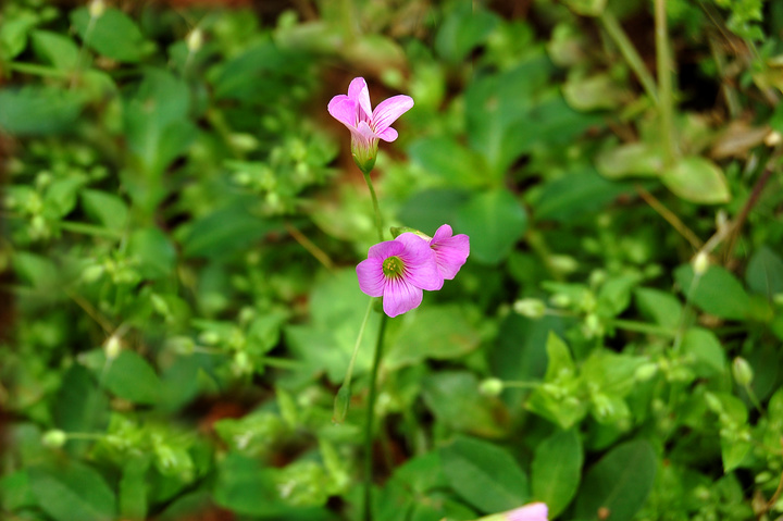 flower and bee