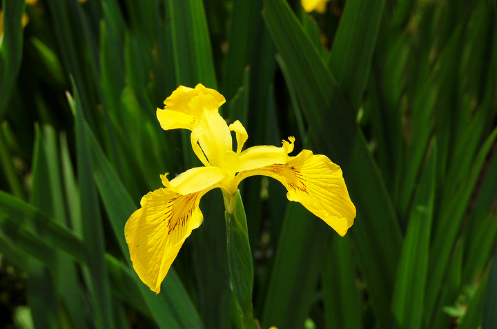 flower and bee