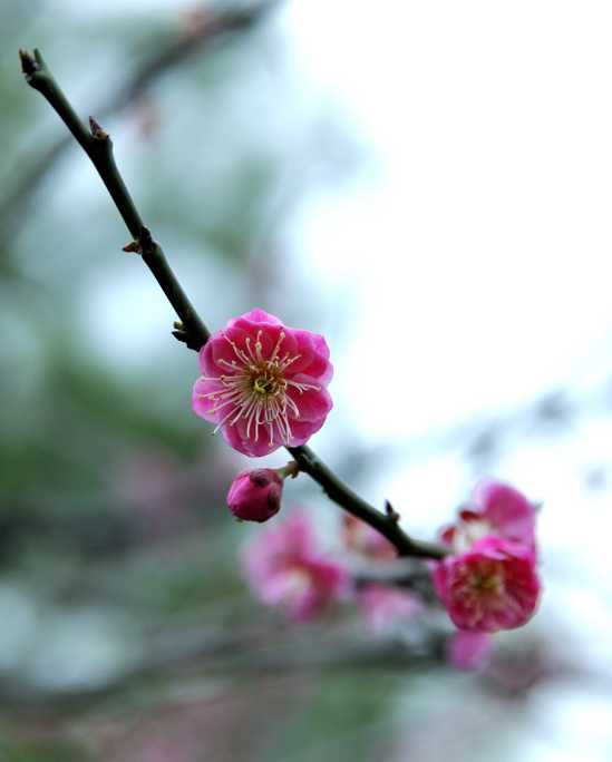 梅花三月