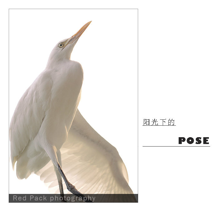 µPOSE