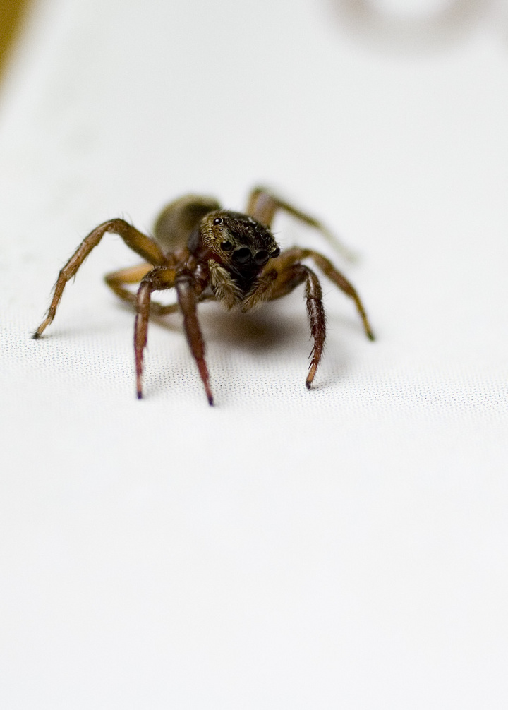 Hello Mr.Spider