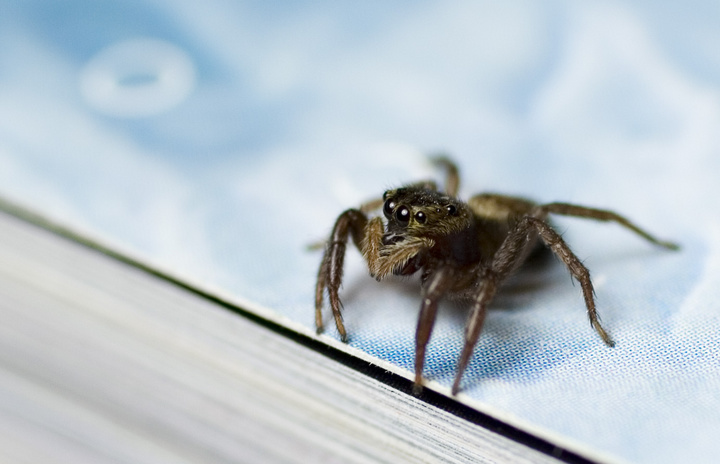Hello Mr.Spider