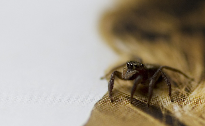 Hello Mr.Spider
