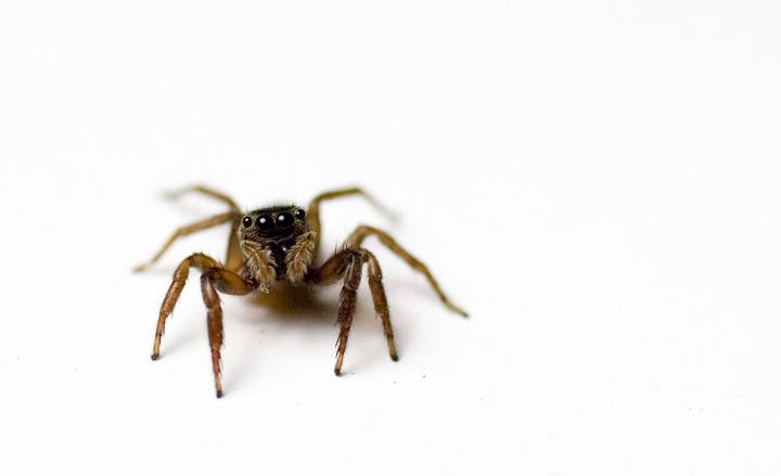 Hello Mr.Spider