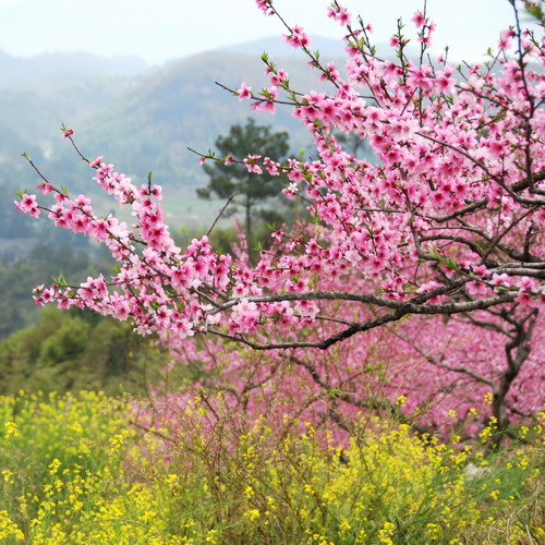 遵化桃花山图片