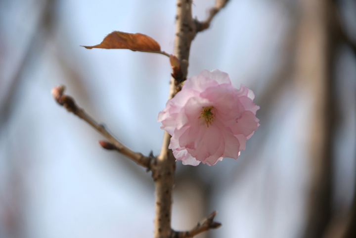 大夫山森林公园樱花图片