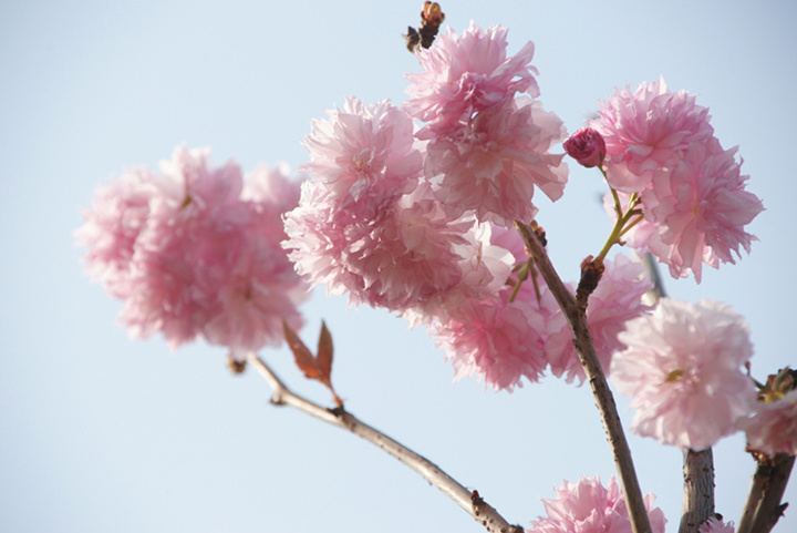 大夫山森林公园樱花图片