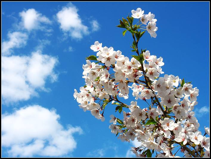 ӣSAKURA