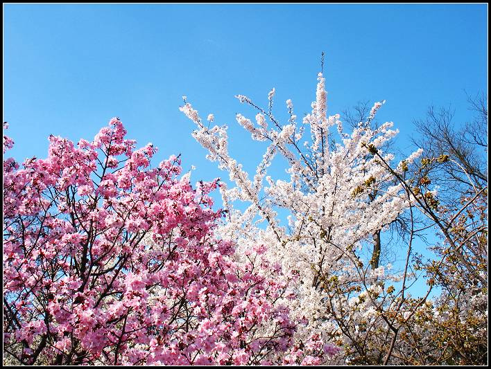 ӣSAKURA