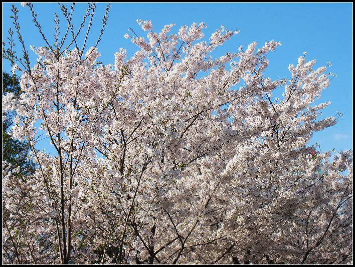 ӣSAKURA