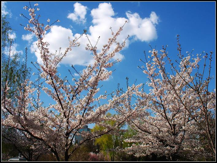 ӣSAKURA