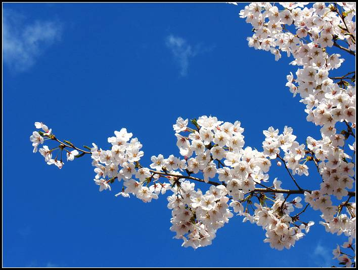 ӣSAKURAһ