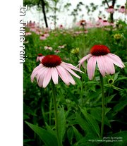 In June Rain