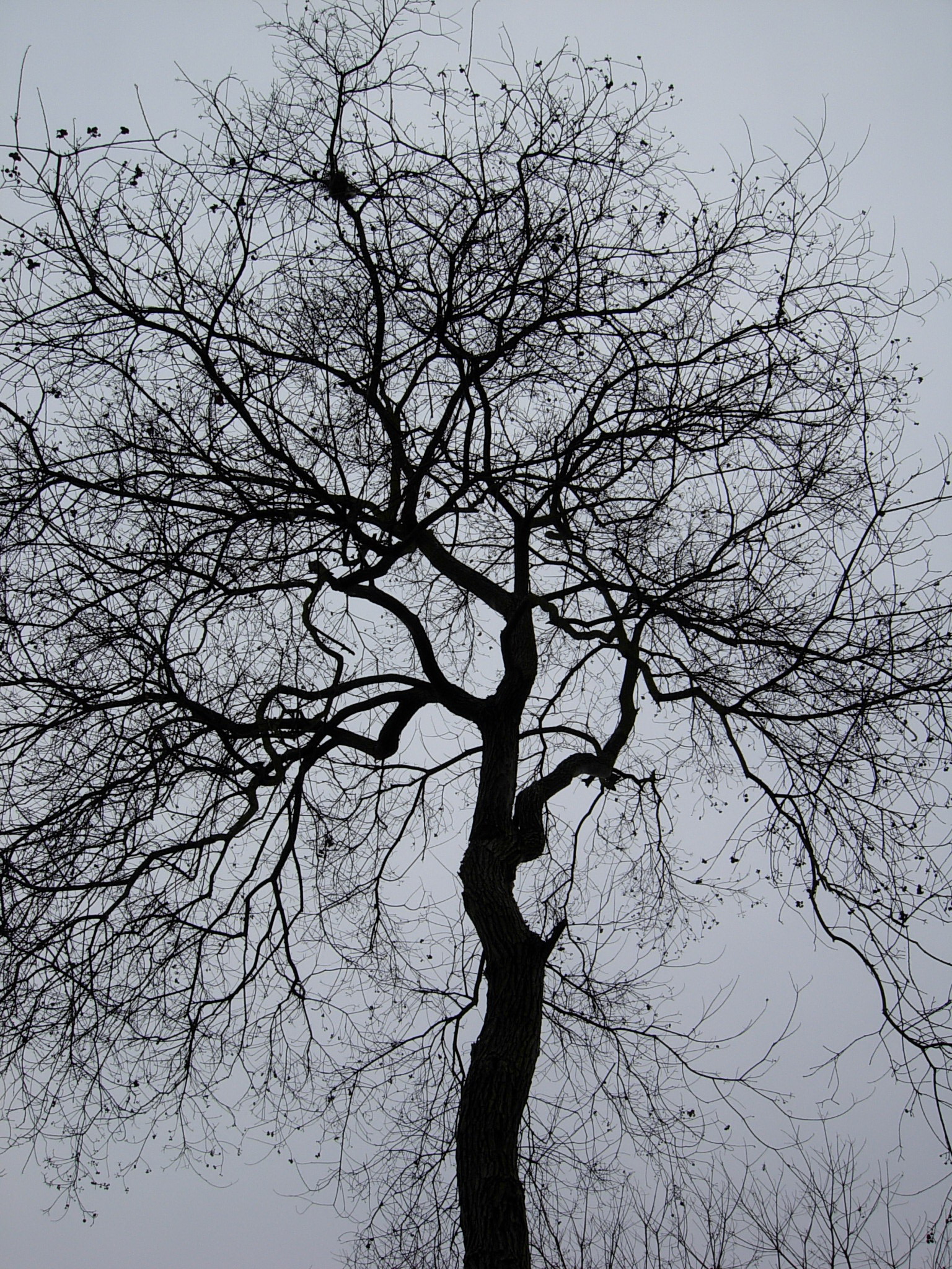 孤独的一棵树图片唯美图片