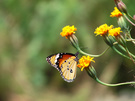 ߵ  Danaus chrysippu