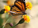 ߵ  Danaus chrysippu