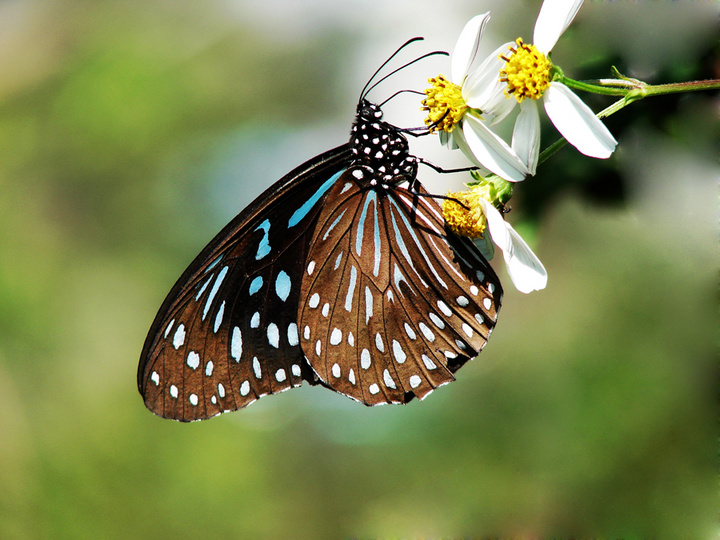 ߵ  Tirumala septentrio