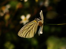 ˷۵  Pieris  napi