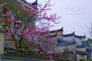 塤