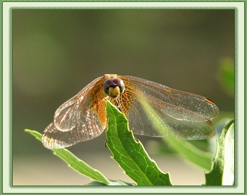 6-25СƷ,ש
