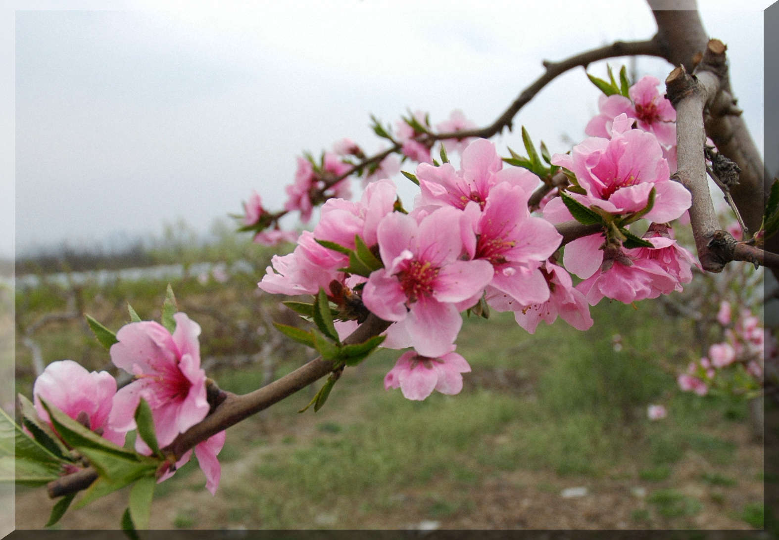 又见桃花