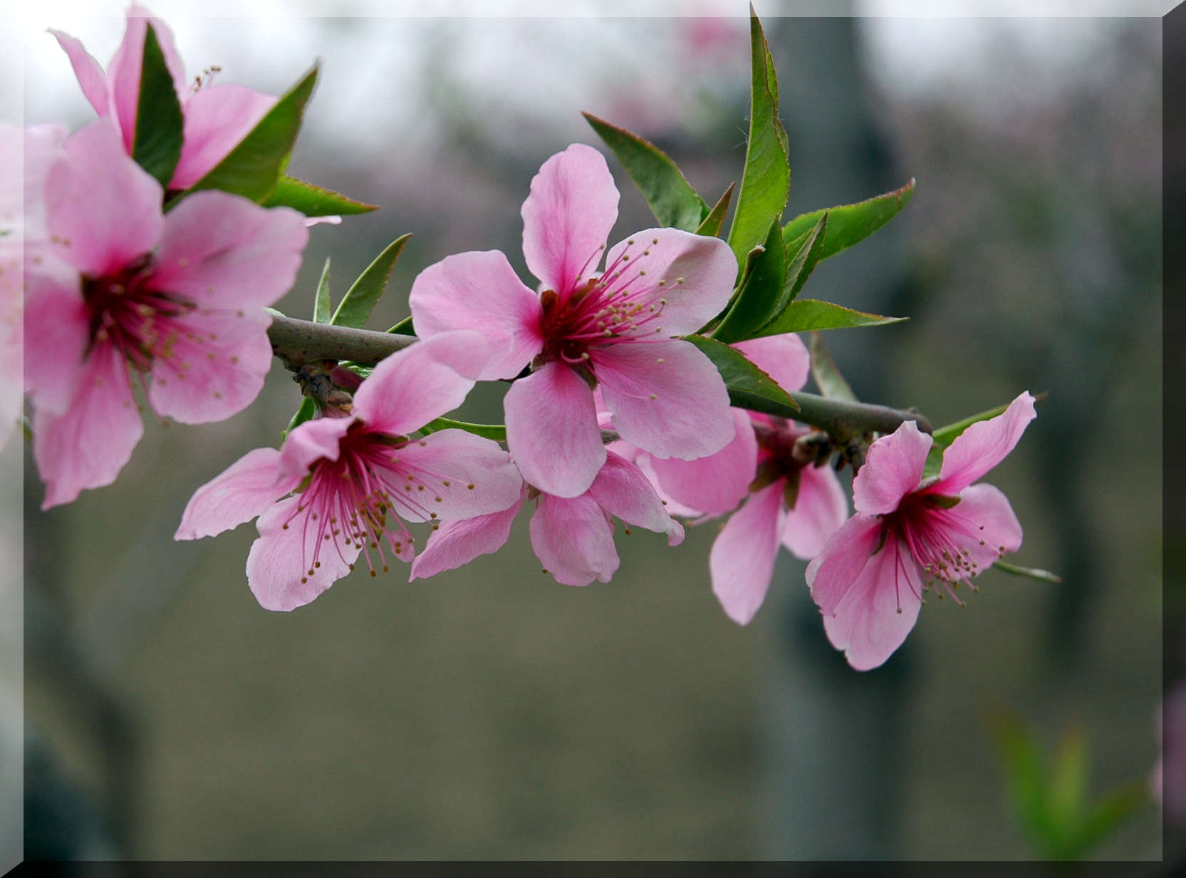 桃花(桃花图片)