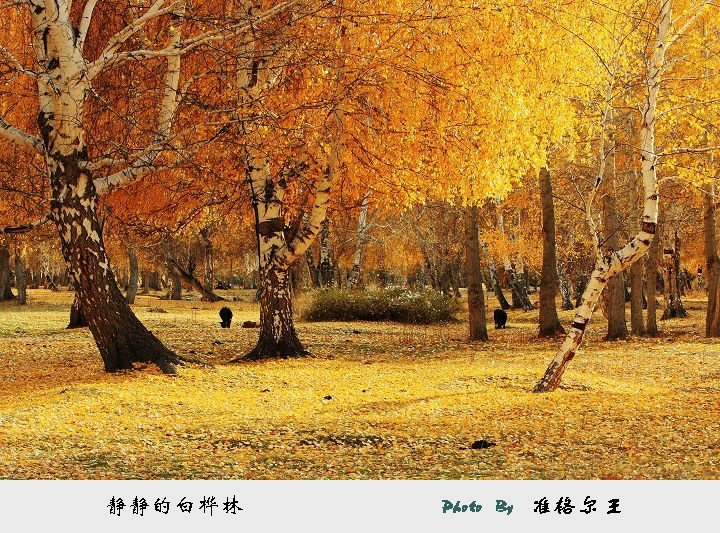 白桦林摄影作品图片