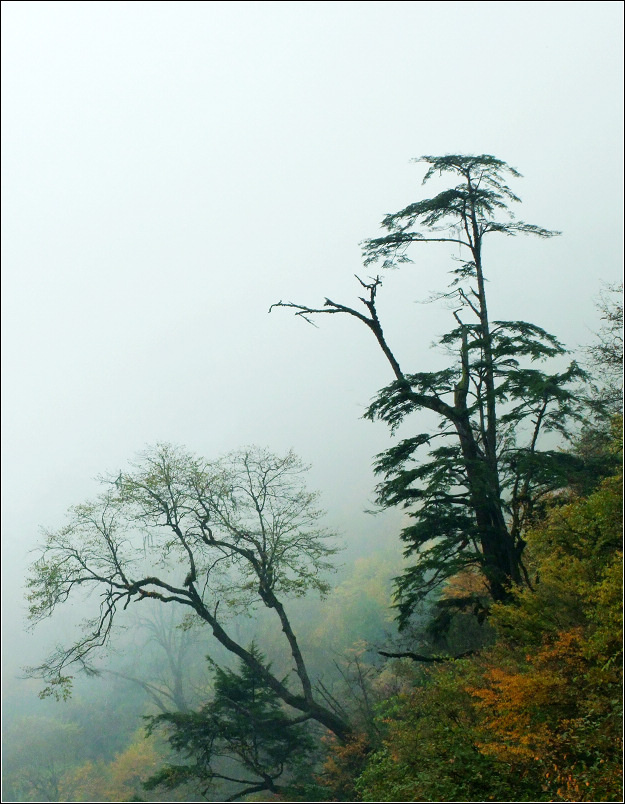 ĥ·ɫ