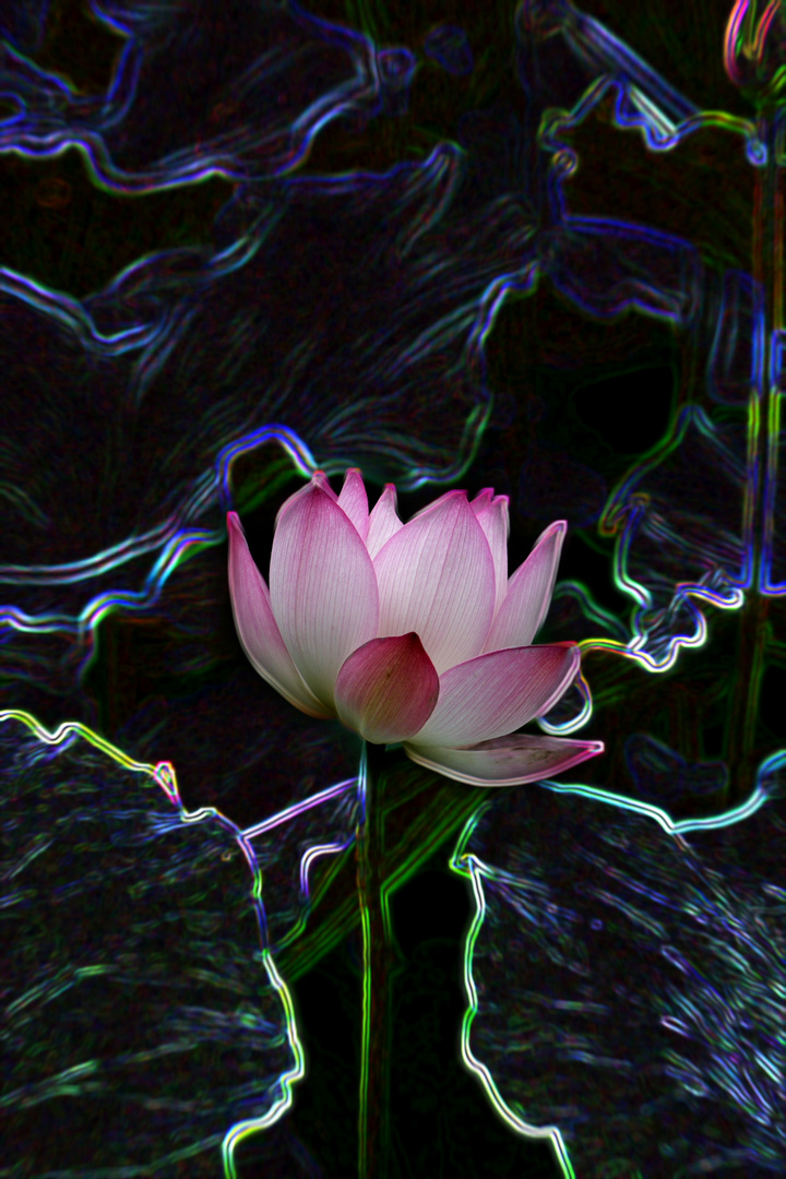 ɻ@EF΢Ծ