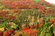 秋风红叶漫山谷