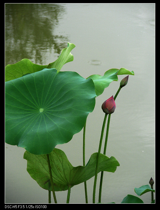 ֮ޢ껪