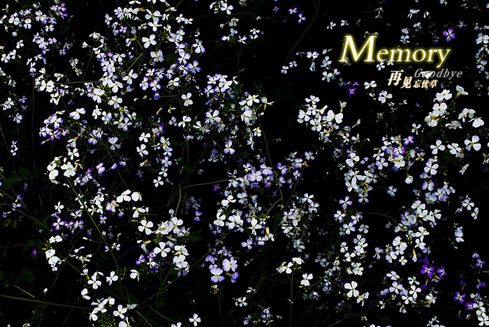 Memory̬