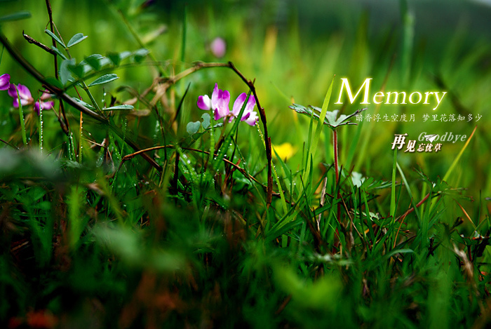 Memory̬