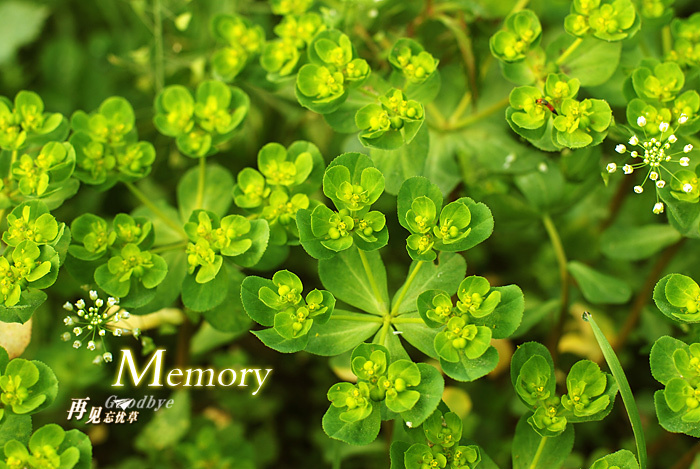 Memory̬