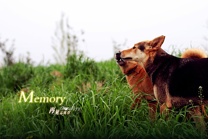 Memory̬