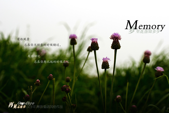 Memory̬